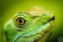 Several Lizzard Heads  (7)