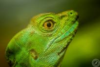Several Lizzard Heads  (8)