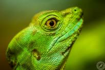Several Lizzard Heads  (9)