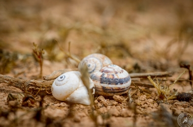 Snail Shells at Montana Roja (1)