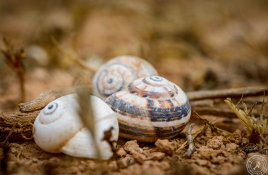 Snail Shells at Montana Roja (2)