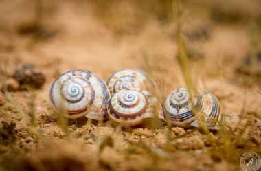 Snail Shells at Montana Roja (3)
