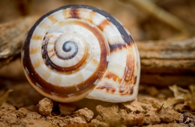 Snail Shells at Montana Roja (4)