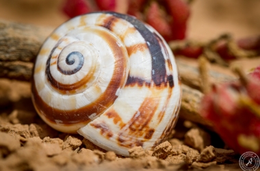 Snail Shells at Montana Roja (5)