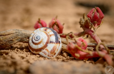 Snail Shells at Montana Roja (6)