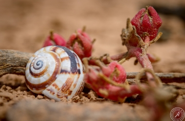 Snail Shells at Montana Roja (7)