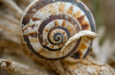 Snail Shells at Montana Roja (8)