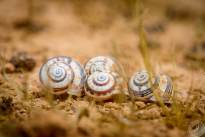 Snail Shells at Montana Roja (3)