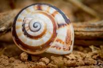 Snail Shells at Montana Roja (4)