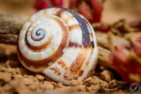 Snail Shells at Montana Roja (5)