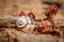 Snail Shells at Montana Roja (6)