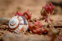 Snail Shells at Montana Roja (7)