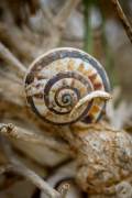 Snail Shells at Montana Roja (8)