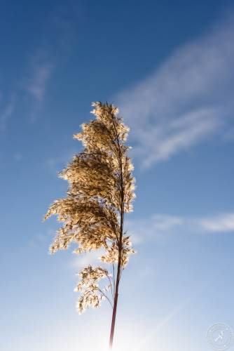 Ein sonniger Wintertag im Januar