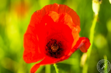 Springflowers-12