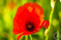 Springflowers-12