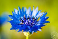 Springflowers-2