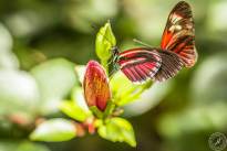 The two dancing Butterflys