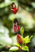 The two dancing Butterflys