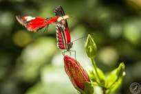 The two dancing Butterflys