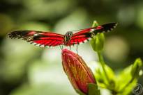 The two dancing Butterflys