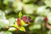 The two dancing Butterflys