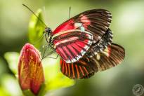 The two dancing Butterflys