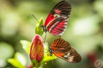 The two dancing Butterflys