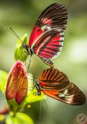 The two dancing Butterflys