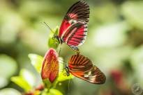 The two dancing Butterflys
