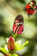 The two dancing Butterflys