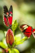 The two dancing Butterflys