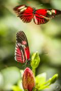 The two dancing Butterflys