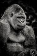 The King