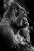 The King