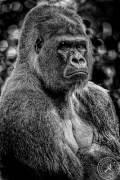 The King