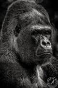 The King