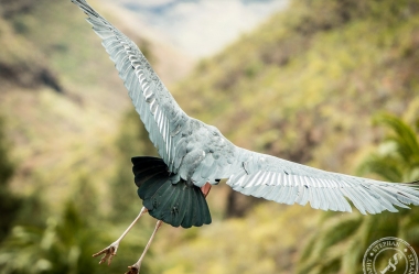 The Marabou