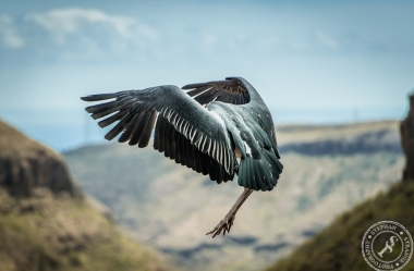 The Marabou
