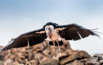 The Marabou
