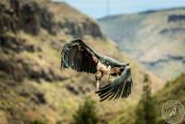 The Marabou