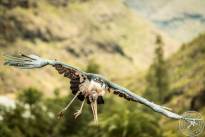 The Marabou