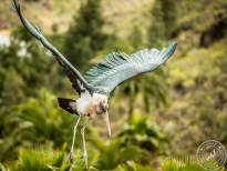 The Marabou