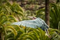The Marabou