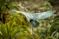 The Marabou
