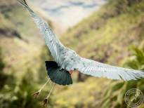 The Marabou