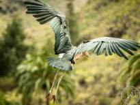 The Marabou