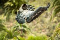 The Marabou