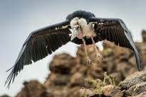 The Marabou