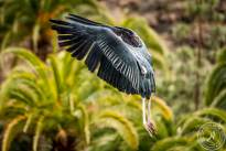 The Marabou